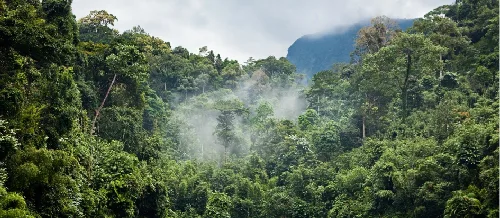 Forest Data